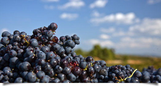 Vendimia uva Monastrell Vendimia uva Monastrell