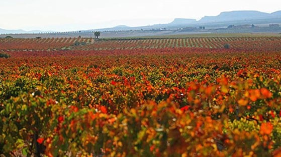 La Ruta del Vino de Yecla, enoturismo en pleno auge