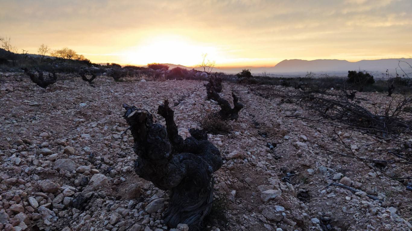 Durante estas navidades regala una experiencia enoturista o oleoturista