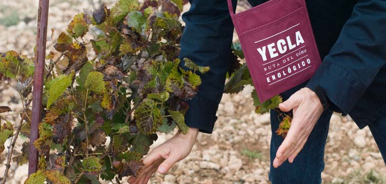 Vineyard, wine tourism