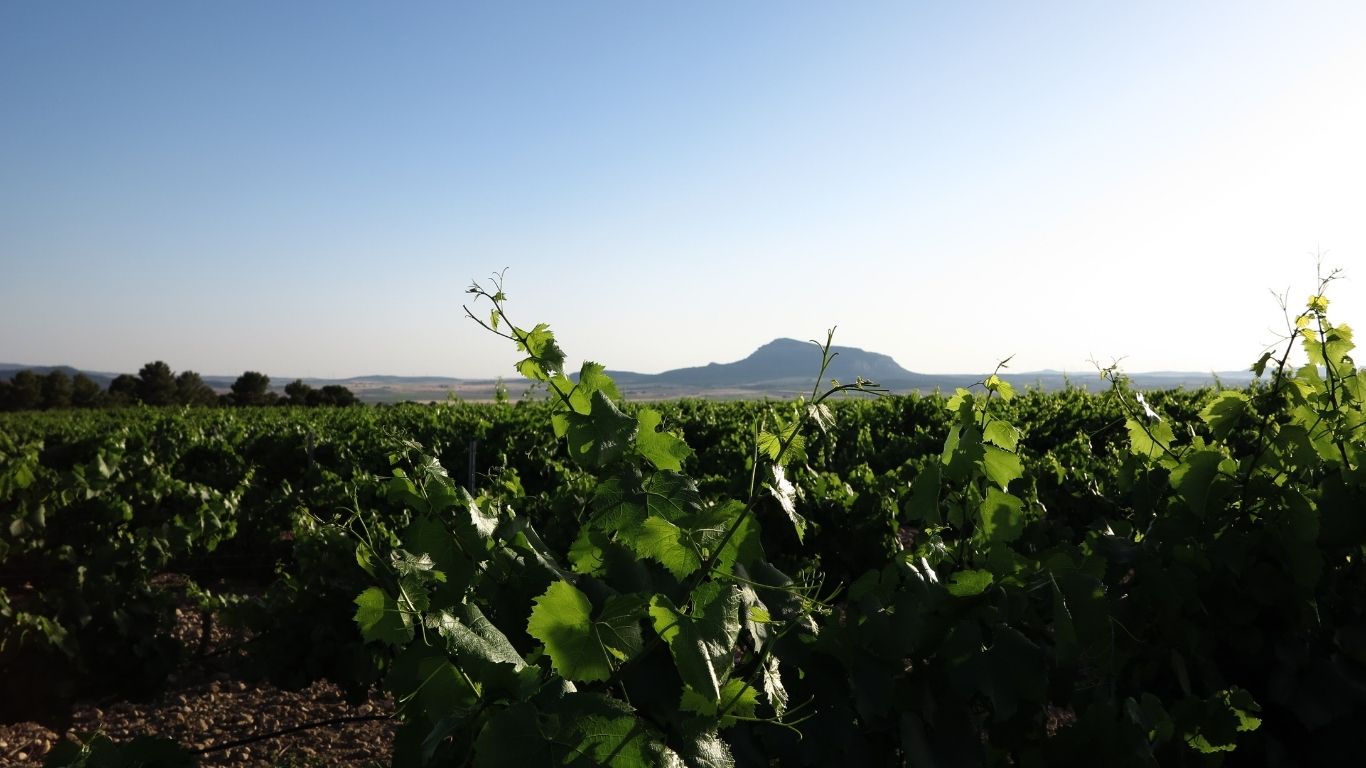 Momento Monastrell Cultural