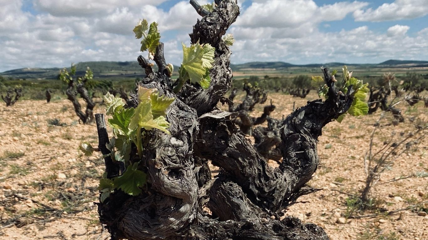 Momento Monastrell Cultural