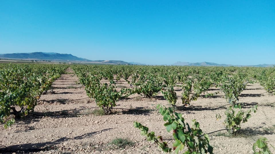 Visita Bodegas y Viñedos