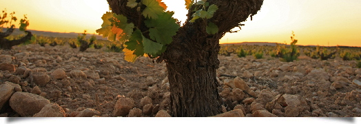 Rutas Guiadas, primer semestre 2017